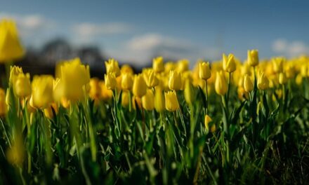 A tavasz érkezésének ünnepe – Tulipánszüret a Kincsek Völgyében a Balaton mellett