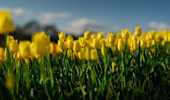 A tavasz érkezésének ünnepe – Tulipánszüret a Kincsek Völgyében a Balaton mellett
