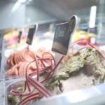 Balatonra költözik fagyijával az év cukrásza – A Balaton új kedvence nem a lángos lehet, hanem a tejbedara-fagyi
